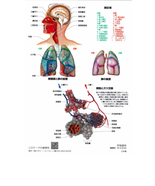 マキトー　クリアファイル人体　A4　呼吸器系