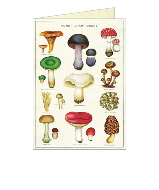 カバリーニ（CAVALLINI）　グリーティングカード　キノコ