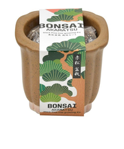 聖新陶芸　TheBONSAI　赤松　GD‐99202