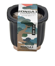 聖新陶芸　TheBONSAI　黒松　GD‐99201