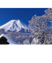 エヌ・ビー・シー　樹海と富士山　富士－021