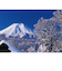 エヌ・ビー・シー　樹海と富士山　富士－021