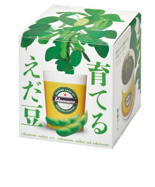 聖新陶芸　えだ豆栽培セット　GD979