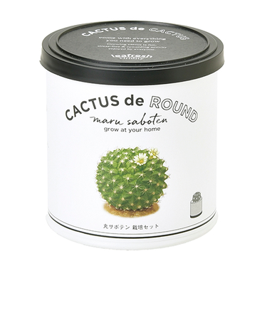 聖新陶芸　カクタスdeカクタス　丸サボテン