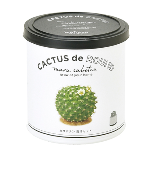 聖新陶芸　カクタスdeカクタス　丸サボテン
