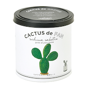 聖新陶芸　カクタスdeカクタス　ウチワサボテン