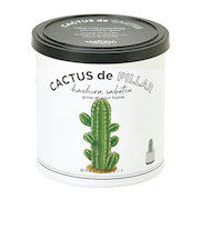 聖新陶芸　カクタスdeカクタス　柱サボテン