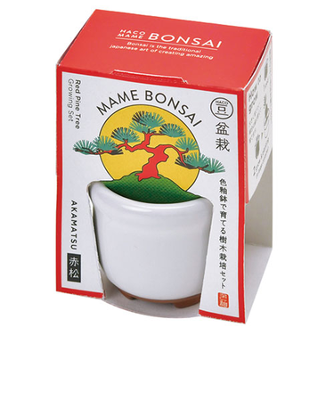 聖新陶芸　HACOMAME盆栽栽培セット　GD965‐2　赤松