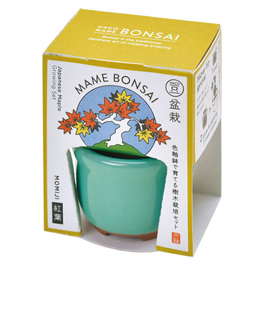 聖新陶芸　HACOMAME盆栽栽培セット　GD965‐3　もみじ
