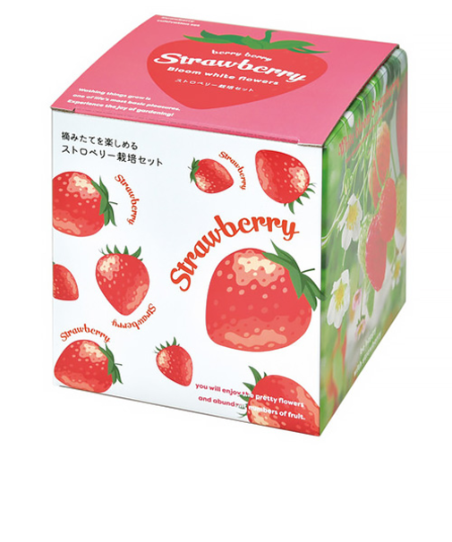 聖新陶芸　摘みたていちご栽培セット　GD1000