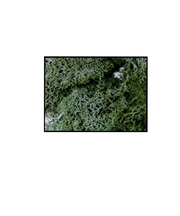 光栄堂　ラモス　B　グリーン　25g