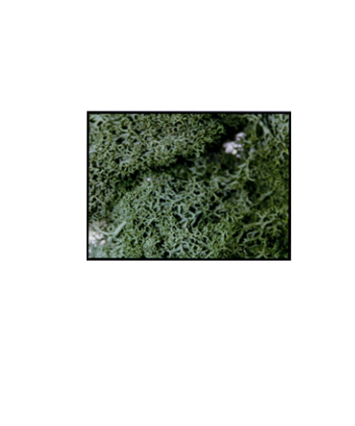 光栄堂　ラモス　B　グリーン　25g