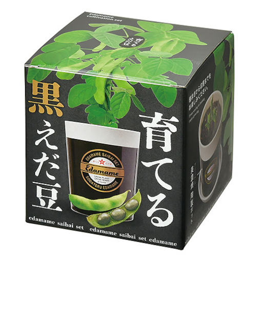 聖新陶芸　育てる黒えだ豆栽培キット　GD995