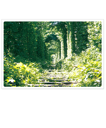 いろは出版　絶景ポストカード　愛のトンネル　ウクライナ　ZPC－034