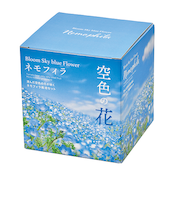 聖新陶芸　空色の花　ネモフィラ栽培セット　GD929