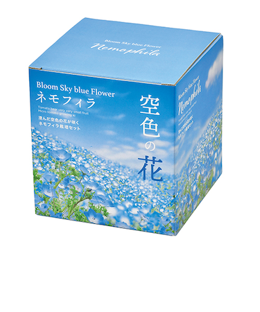 聖新陶芸　空色の花　ネモフィラ栽培セット　GD929
