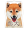 【2026年版・壁掛】　アクティブコーポレーション　柴犬です　26ACL-65