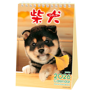 【2026年版・卓上】　アクティブコーポレーション　森田米雄　まるごと柴犬　26ACL-543