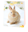【2026年版・卓上】　アクティブコーポレーション　Sweet　Rabbit　26ACL-571