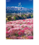 【2026年版・壁掛】　全協　フィルム　花紀行　SB-253