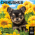 【2026年版・壁掛】　ピクトワン（PICTWAN）　チワワ　L版　L008