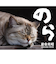 【2026年版・壁掛】　辰巳出版　猫カレンダー　のら／岩合光昭　6269