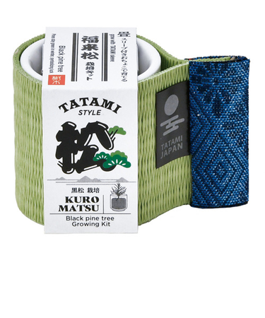 聖新陶芸　お芽でたおちょこ　畳　黒松　GD1051-1