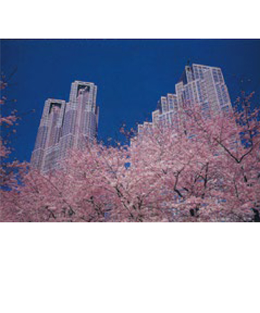 エヌ・ビー・シー　桜の東京都庁　東京－006