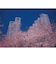 エヌ・ビー・シー　桜の東京都庁　東京－006