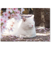 アクティブコーポレーション　春・春柄ネコ　ポストカード　PB－555h　白猫