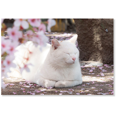 アクティブコーポレーション　春・春柄ネコ　ポストカード　PB－555h　白猫