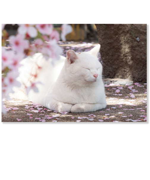 アクティブコーポレーション　春・春柄ネコ　ポストカード　PB－555h　白猫