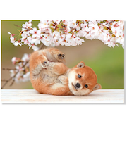 アクティブコーポレーション　春・春柄イヌ　ポストカード　PN－607h　桜と柴犬