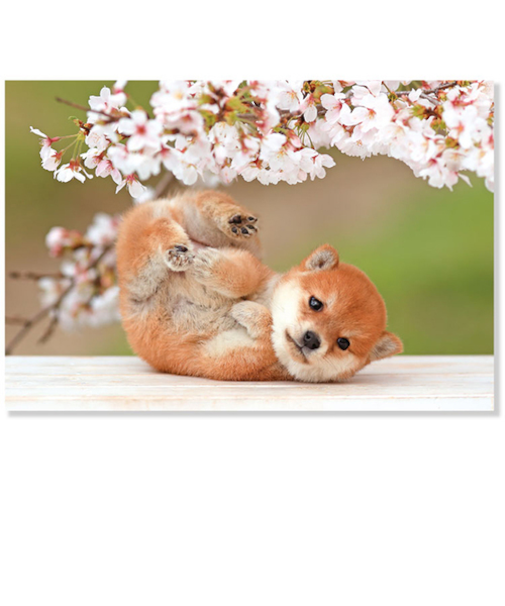 アクティブコーポレーション　春・春柄イヌ　ポストカード　PN－607h　桜と柴犬