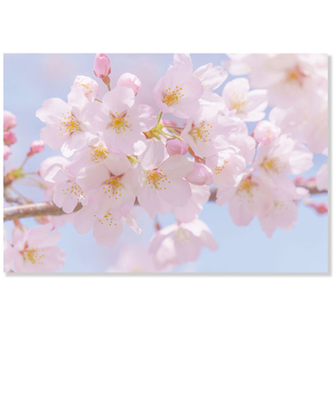 アクティブコーポレーション　春・さくら　ポストカード　PW－659h　桜アップ