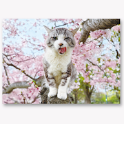 EASE（イーズ）　サクラポストカード　PN-1306