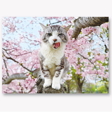 EASE（イーズ）　サクラポストカード　PN-1306