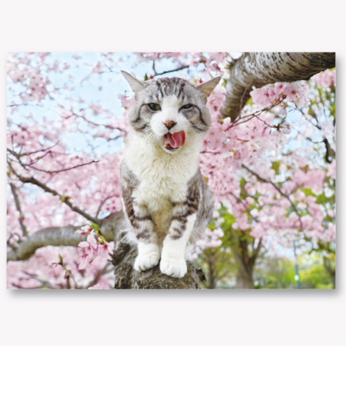 EASE（イーズ）　サクラポストカード　PN-1306