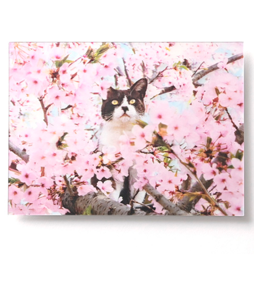 EASE（イーズ）　サクラ3Dポストカード　PN-1302