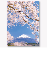 EASE（イーズ）　サクラポストカード　PN-1304