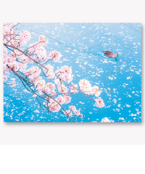 イーズプロダクツ（EASE）　サクラ　ポストカード　PN-1337