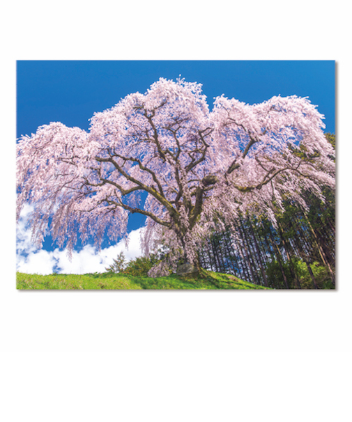 イーズプロダクツ（EASE）　サクラポストカード　PN-1275