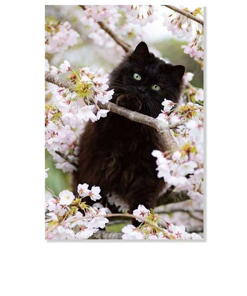 アクティブコーポレーション 春・ネコポストカード PB－563h 桜と黒猫
