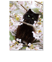 アクティブコーポレーション　春・ネコポストカード　PB－563h　桜と黒猫