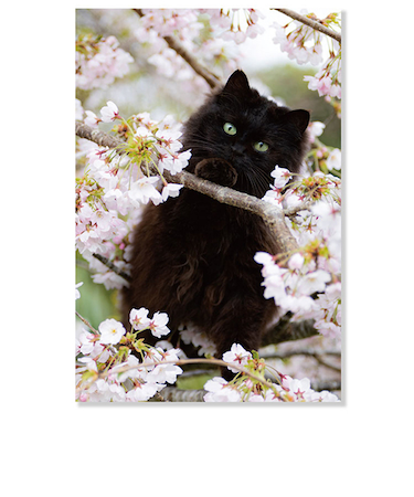アクティブコーポレーション　春・ネコポストカード　PB－563h　桜と黒猫