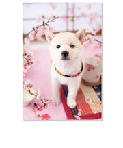アクティブコーポレーション　春・イヌポストカード　PN－615h　和風の白柴犬