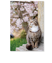 アクティブコーポレーション　春・ネコポストカード　PB－562h　桜を見上げる猫