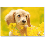 アクティブコーポレーション　春・イヌポストカード　PN－614h　菜の花とダックスフンド