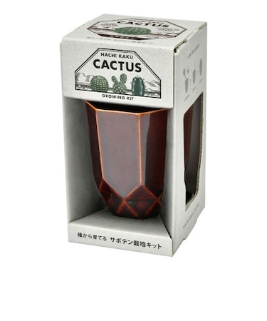 聖新陶芸　HACHIKAKU　CACTUS　GD1057-1　茶/丸サボテン