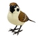 ティーケーエスケー（TKSK）　日本の野鳥　music　bird　スズメ